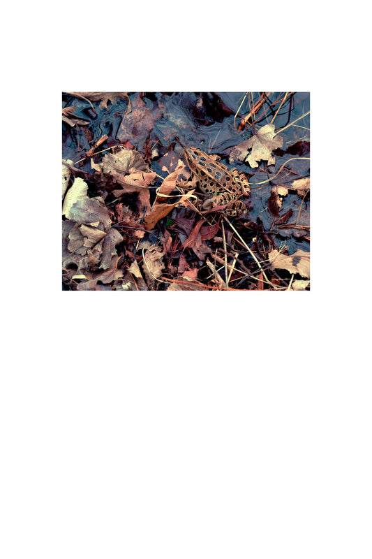 First Frog of Spring photograph by Peter Tkacz