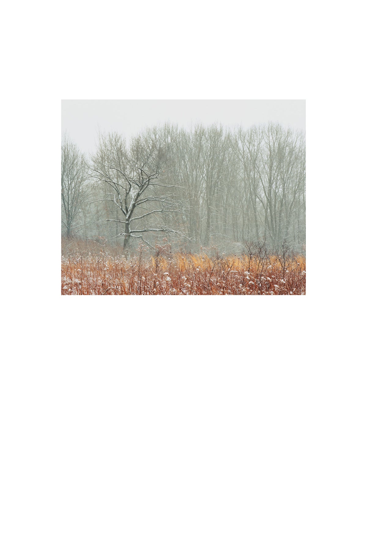 First Snow Fall photograph by Peter Tkacz