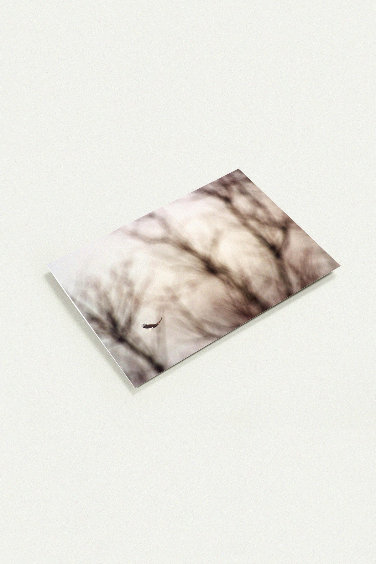 Impressionist Flight Soaring Eagle greeting card by Peter Tkacz