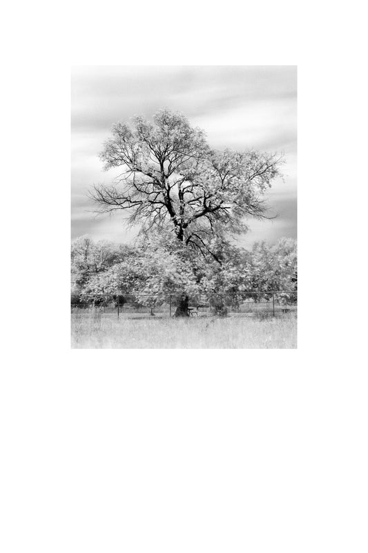 Old Tree at a Dog Park B&W photograph by Peter Tkacz