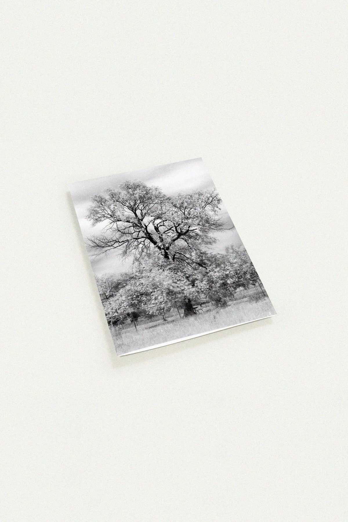 Old Tree at a Dog Park Black and White Greeting Card by Peter Tkacz
