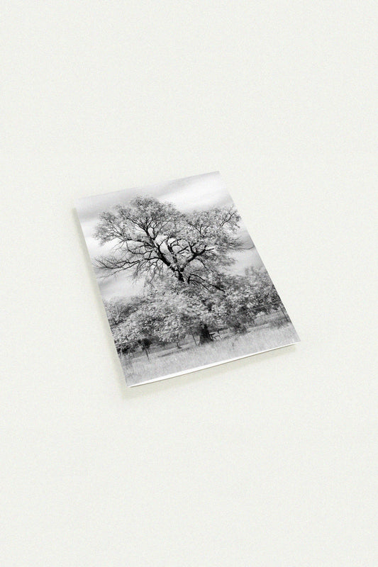 Old Tree at a Dog Park Black and White Greeting Card by Peter Tkacz