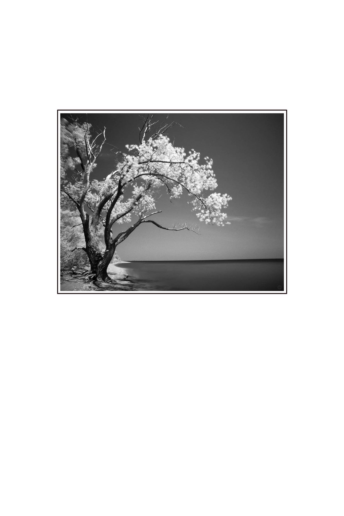 Old Tree by the Lake B&W photograph by Peter Tkacz.