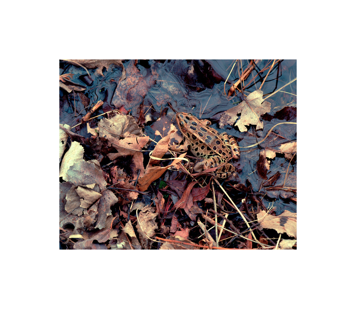 First Frog of Spring photograp by Peter Tkacz