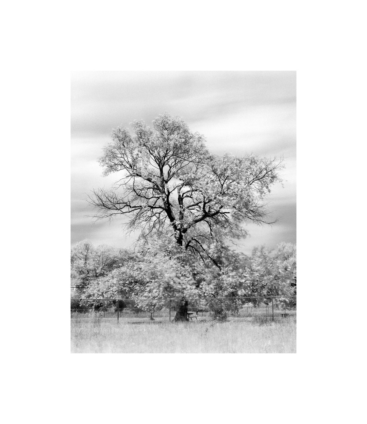 Old Tree at a Dog Park B&W photograph by Peter Tkacz