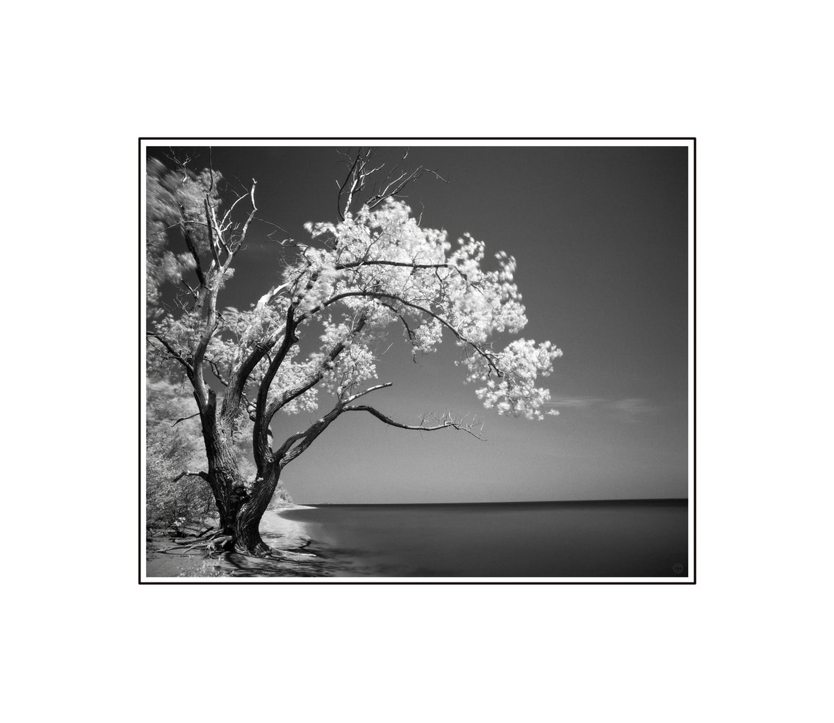 Old Tree by the Lake B&W photograph by Peter Tkacz.